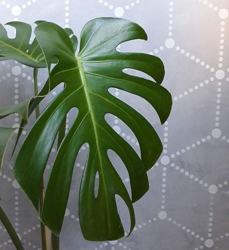 5 dicas: o que eu faço para cuidar das plantas no apartamento