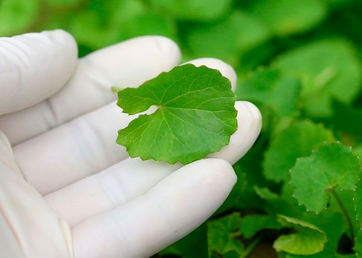 Centella Asiatica e os cica creams: o que é, para que serve e como usar