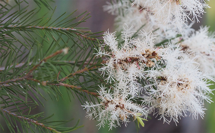 Óleo de melaleuca (tea tree): o que é, benefícios, como usar e cosméticos!