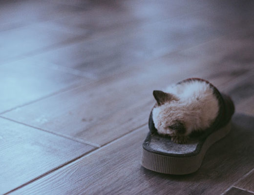 pantufa e chinelo