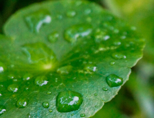 centella-asiatica-capa