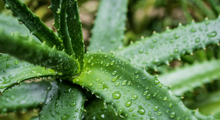 gel de aloe vera